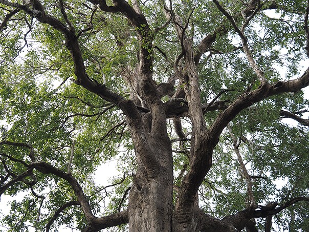 Gỗ hồng sắc Ấn Độ là nguyên liệu không thể thiếu trong chế tác đàn guitar acoustic.